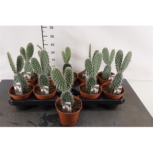 Cactus Opuntia Mickey Mouse 12 Cm. Pot