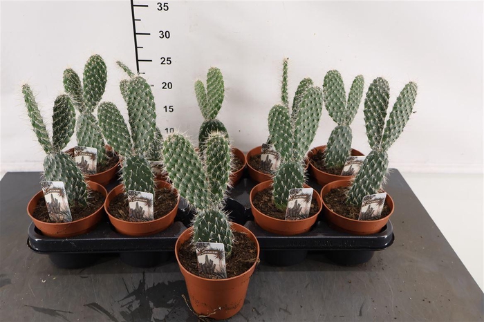 <h4>Cactus Opuntia Mickey Mouse 12 Cm. Pot</h4>