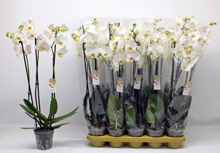 <h4>PHAL OV WIT</h4>