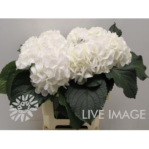 Hydrangea schneeball