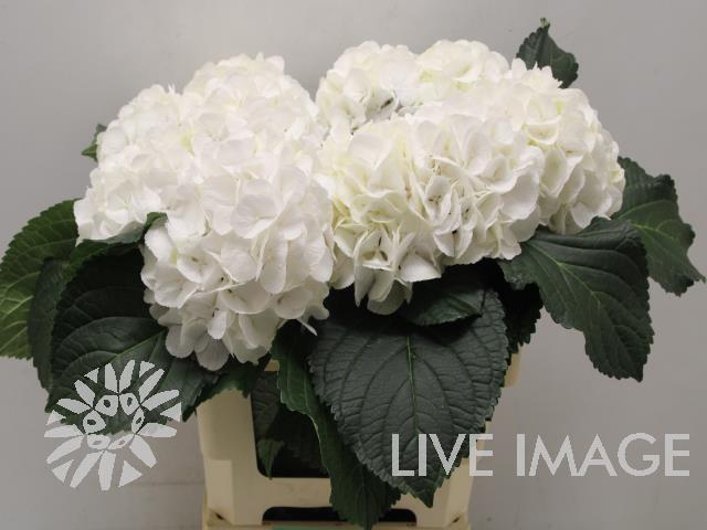 Hydrangea schneeball