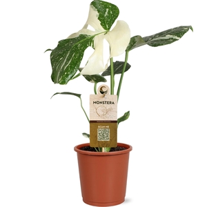 Monstera Deliciosa Variegata in blanco hoes met etiket