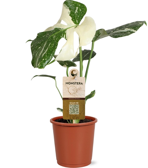 <h4>Monstera Deliciosa Variegata in blanco hoes met etiket</h4>
