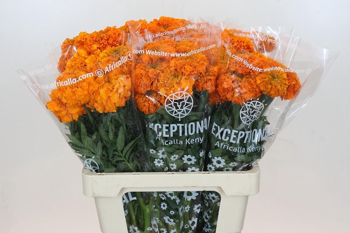 <h4>Tagetes Marigold Promise Orange</h4>