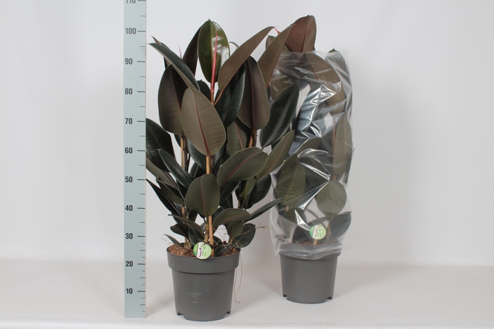 <h4>FIC EL ABIDJAN</h4>