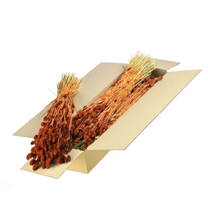 Phalaris Sb Teak