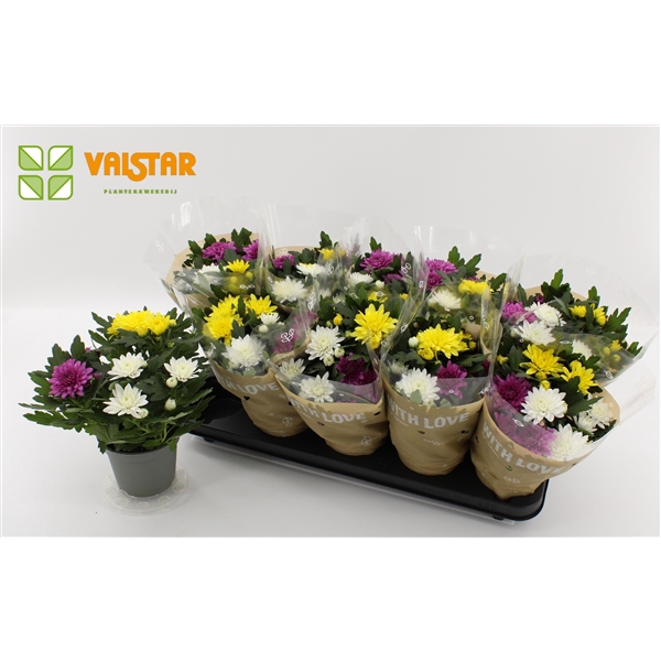 <h4>Chrysanthemum, 12 cm Dubbelbloemig With Love by Valstar Carnaval</h4>