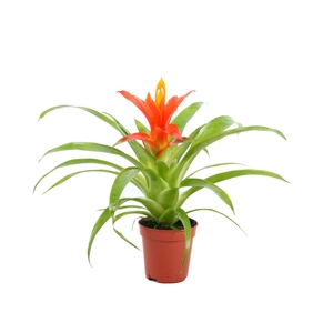 Guzmania Ritmo