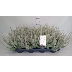 Calluna vulg. 'Garden G Fluffy'