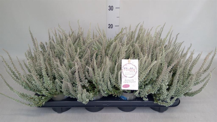 <h4>Calluna vulg. 'Garden G Fluffy'</h4>