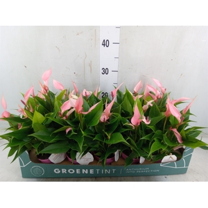 Anthurium andr. 'Lilli'