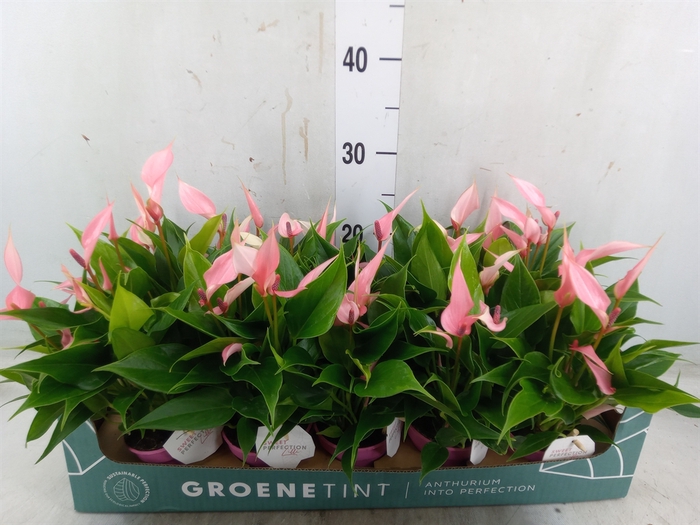 <h4>Anthurium andr. 'Lilli'</h4>