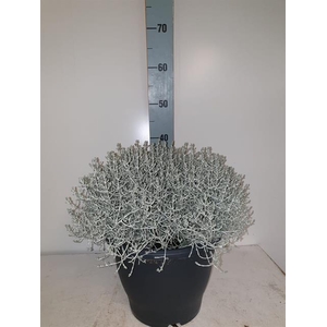 LEUCOPH BROWNII