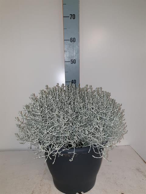 LEUCOPH BROWNII