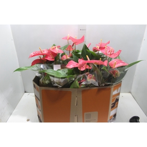 ANTHURIO MAINE P17 ROSA