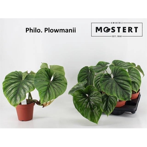 Philodendron Plowmanii 15Ø 45cm
