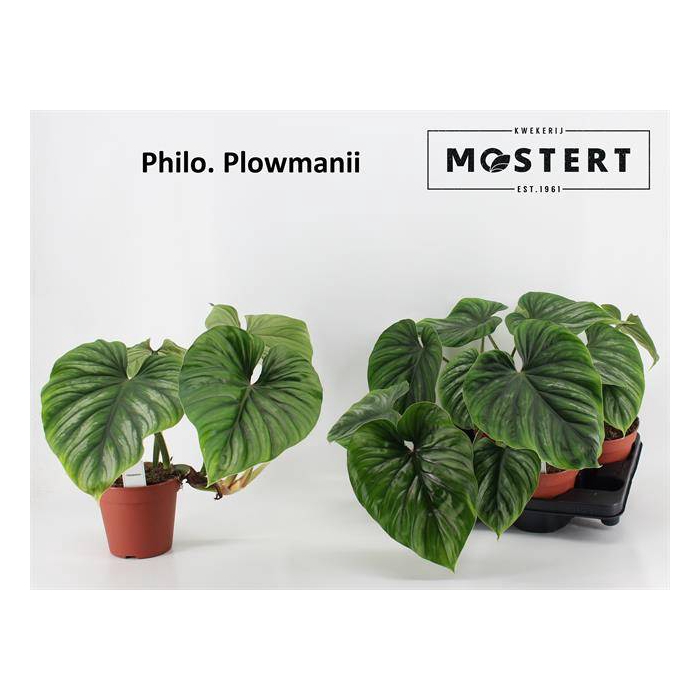 <h4>Philodendron Plowmanii 15Ø 45cm</h4>