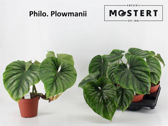 Philodendron Plowmanii 15Ø 45cm