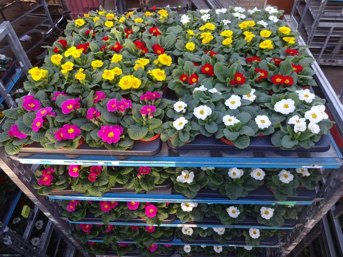 <h4>PRIM AC MIXK</h4>