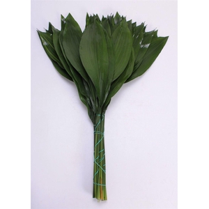 Aspidistra Elatior