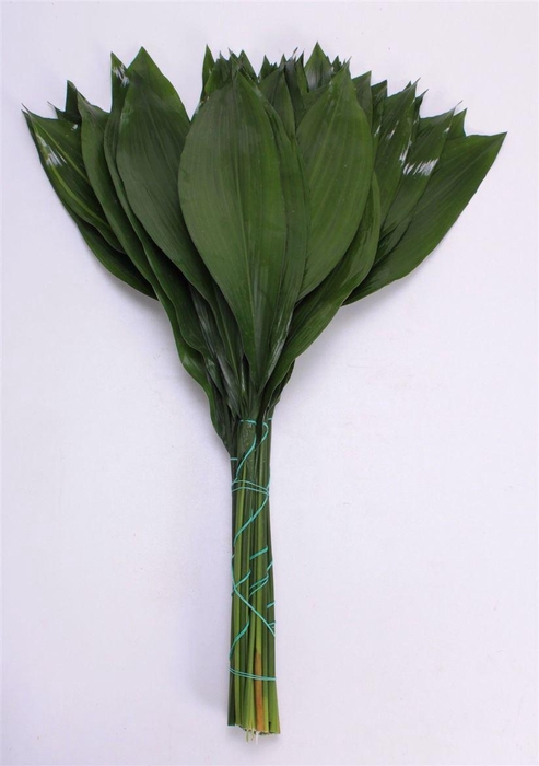 <h4>Aspidistra Elatior</h4>