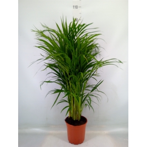 Dypsis lutescens   ...Chrysalidoca