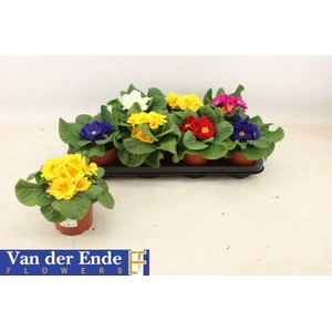 PRIM ACAULIS GEMENGD