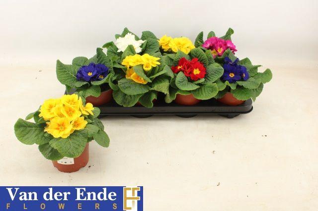 <h4>PRIM ACAULIS GEMENGD</h4>