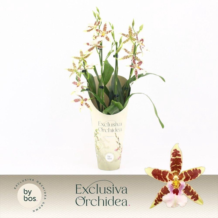 <h4>Cambria, White Renaissance 4-spike 'Exclusiva Orchidea' Potcover</h4>