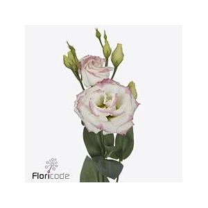 Lisianthus do croma bridal kiss