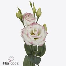 <h4>Lisianthus do croma bridal kiss</h4>
