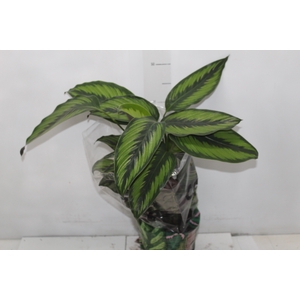 CALATHEA PRINCEPS P17
