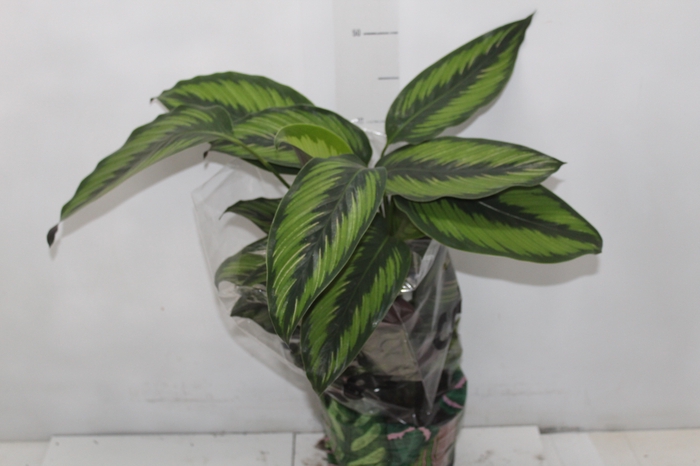 CALATHEA PRINCEPS P17