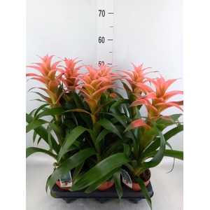 Guzmania  'Melissa'
