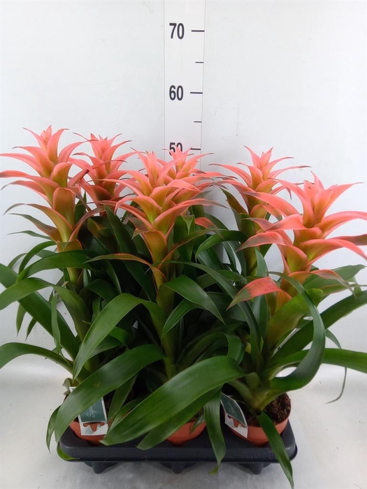 <h4>Guzmania  'Melissa'</h4>