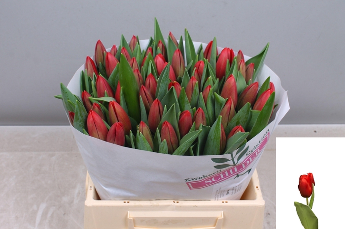 <h4>TU EN BAROLO</h4>