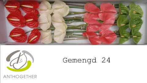 <h4>Anthurium Mix Surprise</h4>
