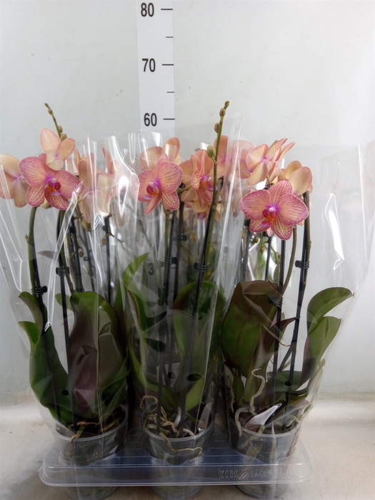 <h4>Phalaenopsis  'Elegant Cascade'</h4>