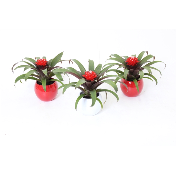 <h4>Guzmania Priscilla</h4>