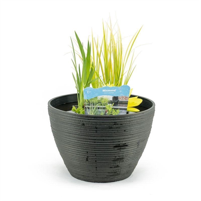 <h4>Terrasv de luxe antraciet inc.mand</h4>