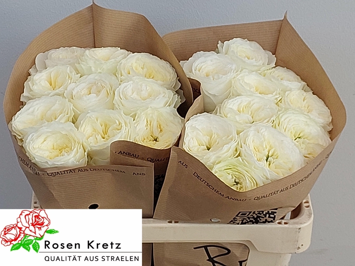 <h4>R GR LOTTI+</h4>