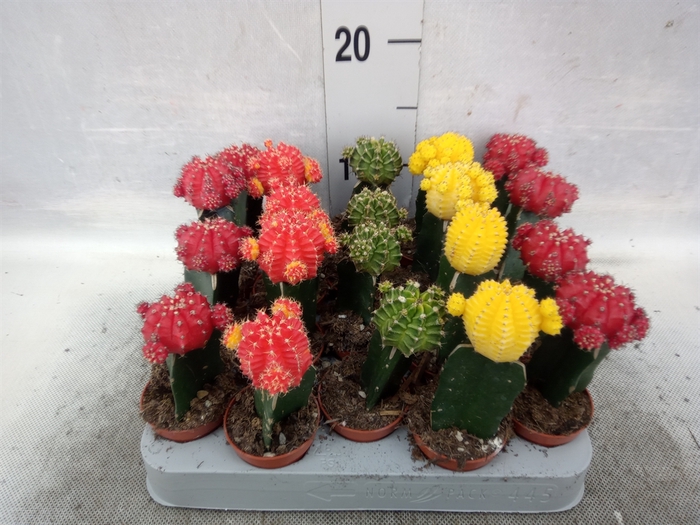 <h4>Gymnocalycium mihanov. 'Japan'  mix</h4>