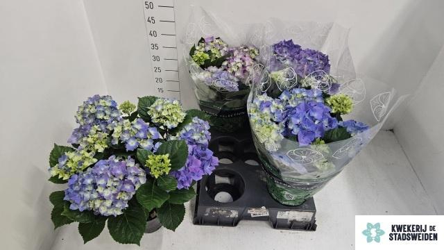 <h4>HYDR M EARLY BLUE</h4>