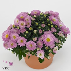 Chrysanthemum  'Braque Pink'
