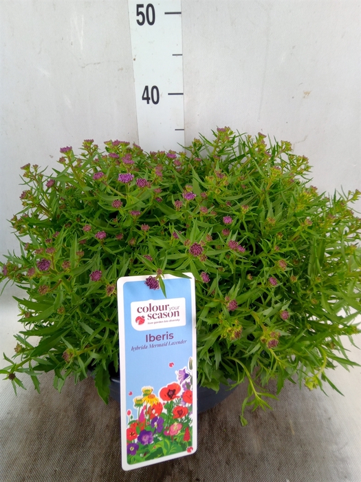 <h4>Iberis  'Mermaid Lavender'</h4>