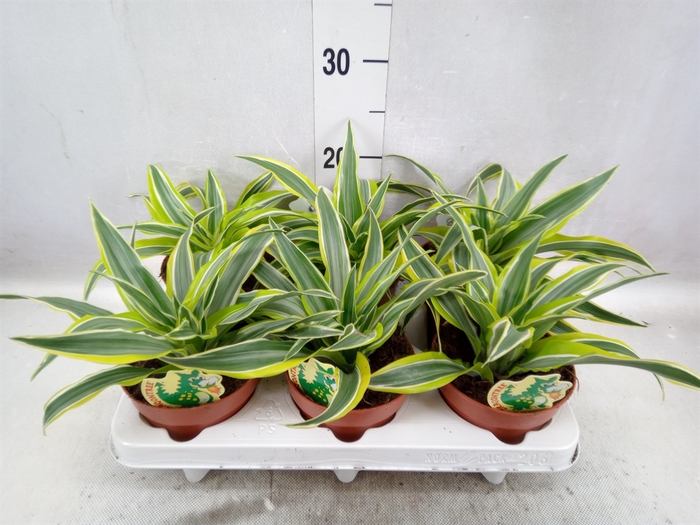 <h4>Dracaena frag. 'Surprise'</h4>