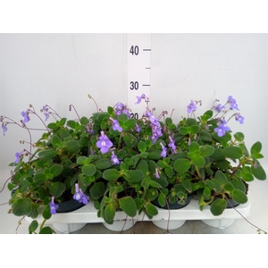 Streptocarpus saxorum