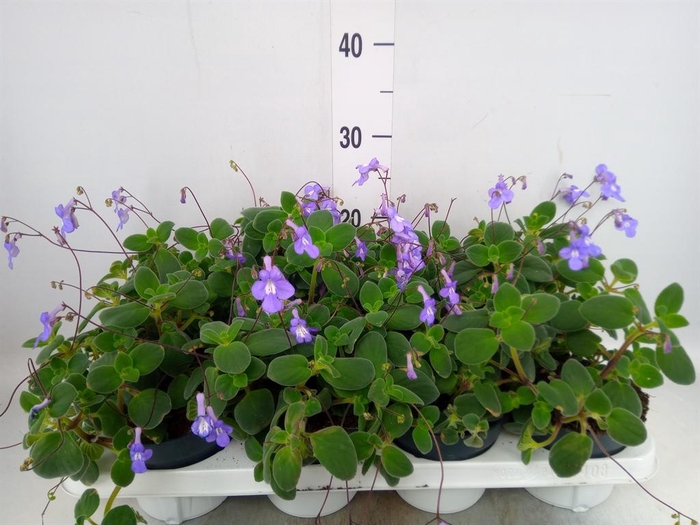 <h4>Streptocarpus saxorum</h4>