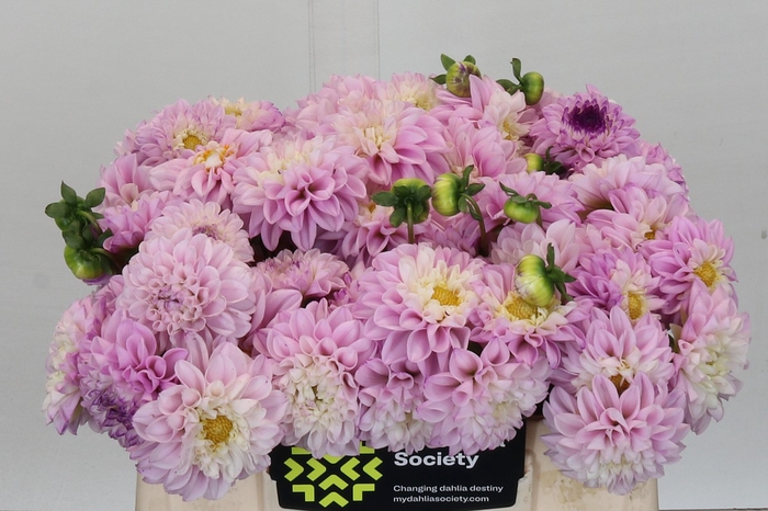 <h4>Dahlia Genova</h4>