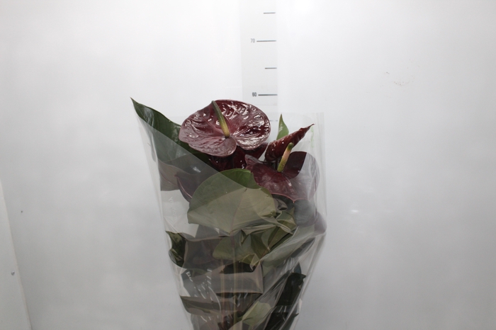 <h4>ANTHURIUM GIANT CHOCOLATE P17</h4>